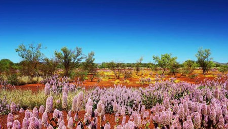 Destination Spotlight: Paraburdoo, WA Image